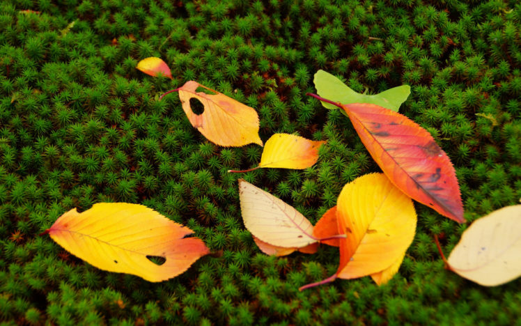 leaves, Autumn, Fall, Nature, Moss, Seasons, Colors HD Wallpaper Desktop Background