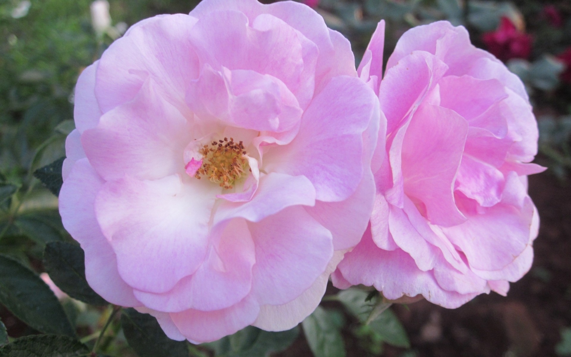 flowers Wallpaper