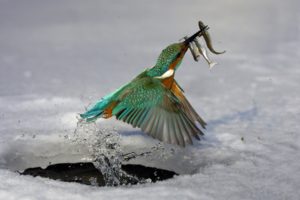 animals, Birds, Nature, Fishesmhunting, Flying, Wings, Feathers, Fishing