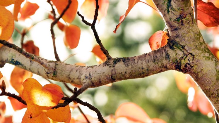 trees, Autumn, Bokeh HD Wallpaper Desktop Background