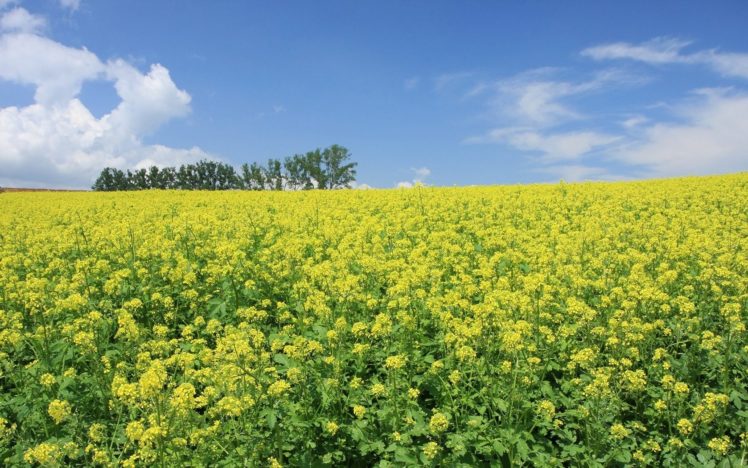 landscapes, Nature, Meadows, Yellow, Flowers HD Wallpaper Desktop Background