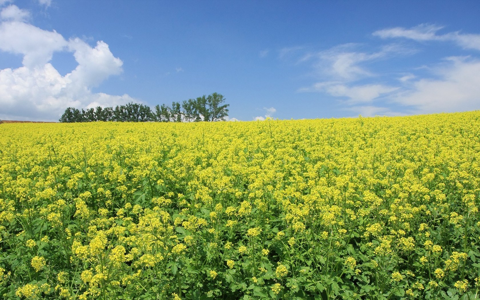 landscapes, Nature, Meadows, Yellow, Flowers Wallpaper