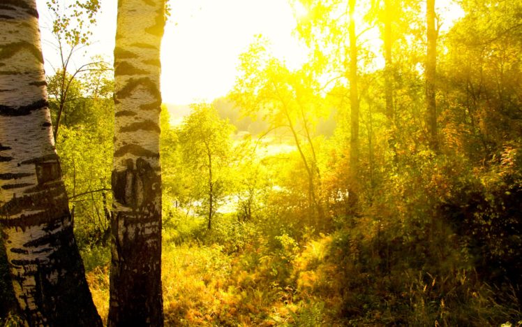 landscapes, Trees, Sunlight HD Wallpaper Desktop Background