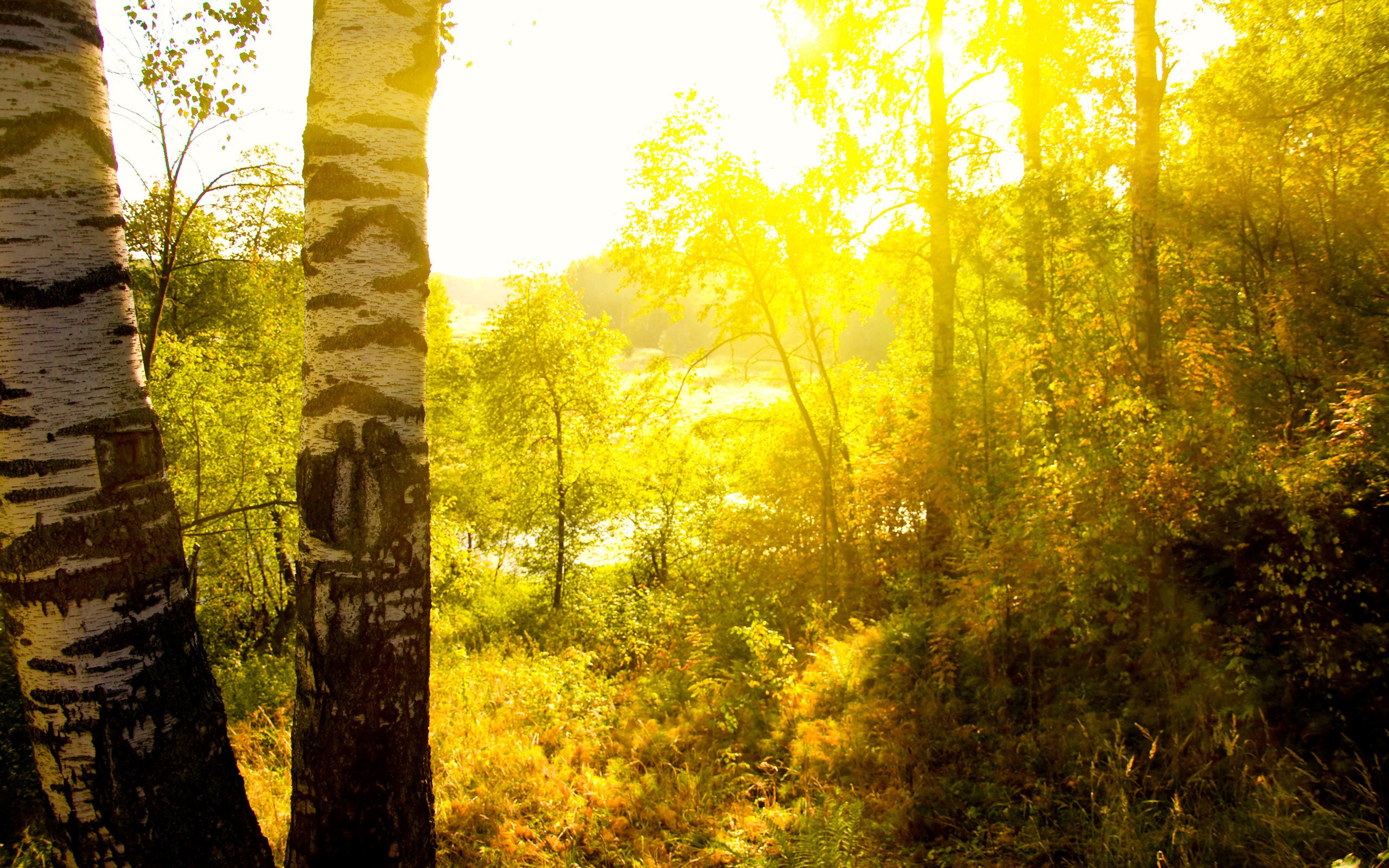 landscapes, Trees, Sunlight Wallpaper