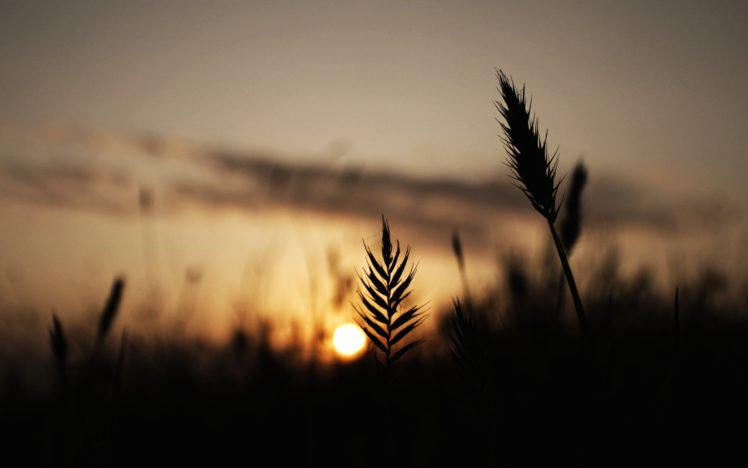 clouds, Nature, Silhouettes, Plants HD Wallpaper Desktop Background