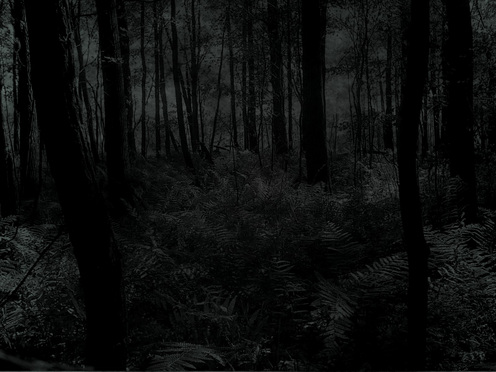 creepy, Trees, Dark, Forests, Woods Wallpapers HD / Desktop and Mobile  Backgrounds