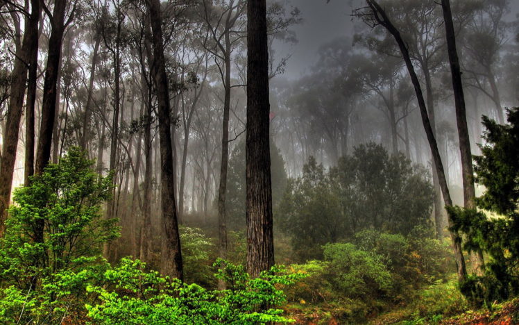 nature, Trees, Forests, Smoke HD Wallpaper Desktop Background