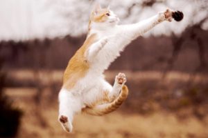 cats, Animals, Jumping, Blurred, Background