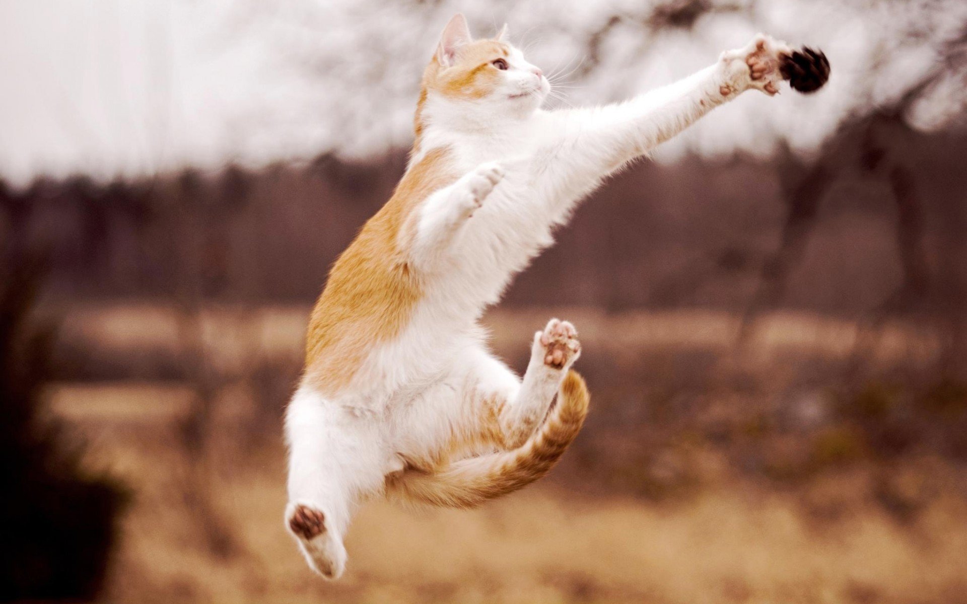 cats, Animals, Jumping, Blurred, Background Wallpaper
