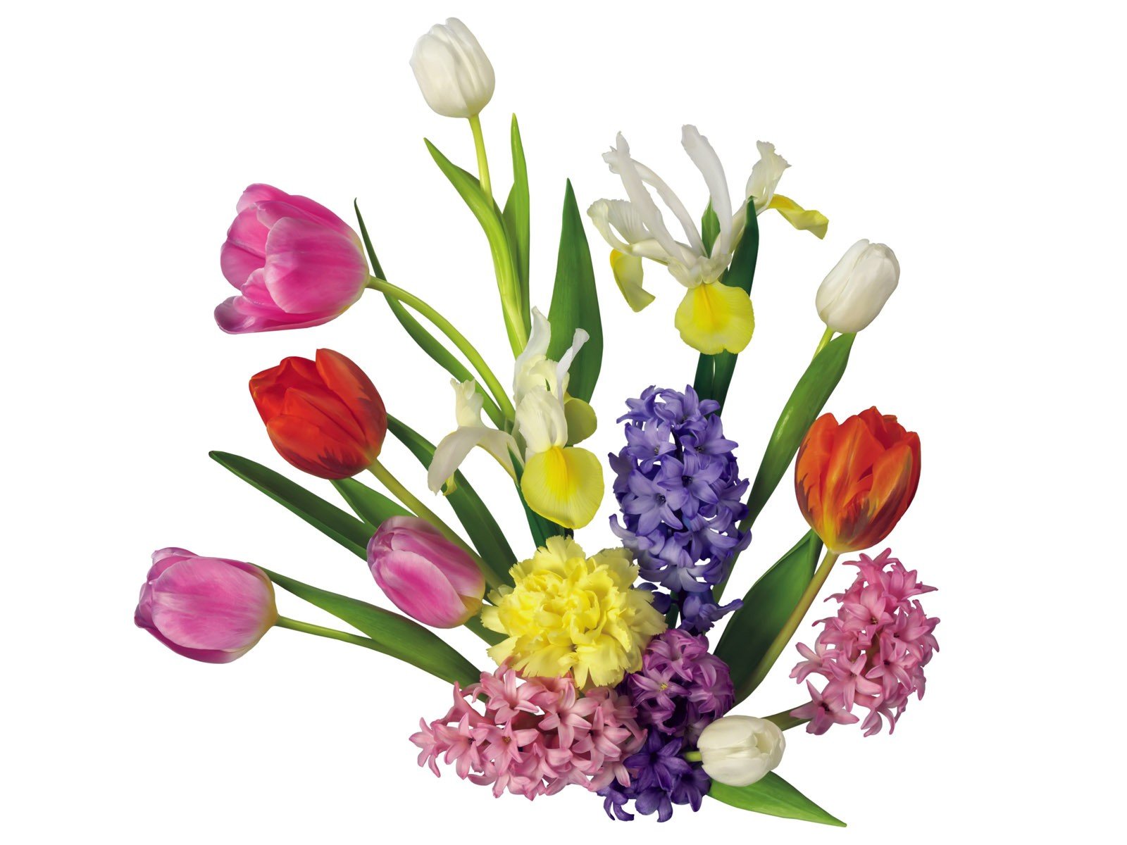 flowers, Tulips, White, Background Wallpaper