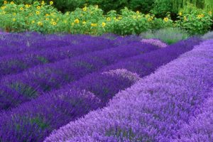 flowers, Lavender, Washington, Farm, Purple, Flowers