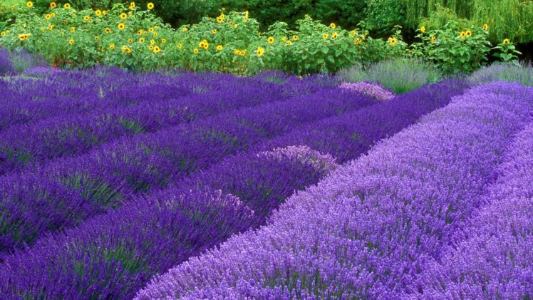 flowers, Lavender, Washington, Farm, Purple, Flowers HD Wallpaper Desktop Background
