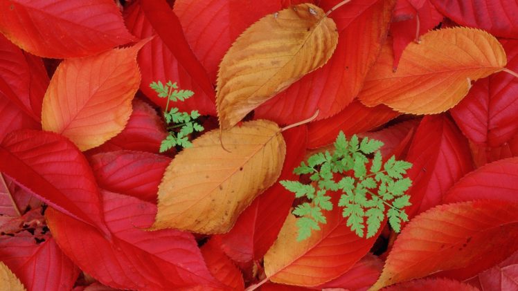 autumn, Foliage HD Wallpaper Desktop Background