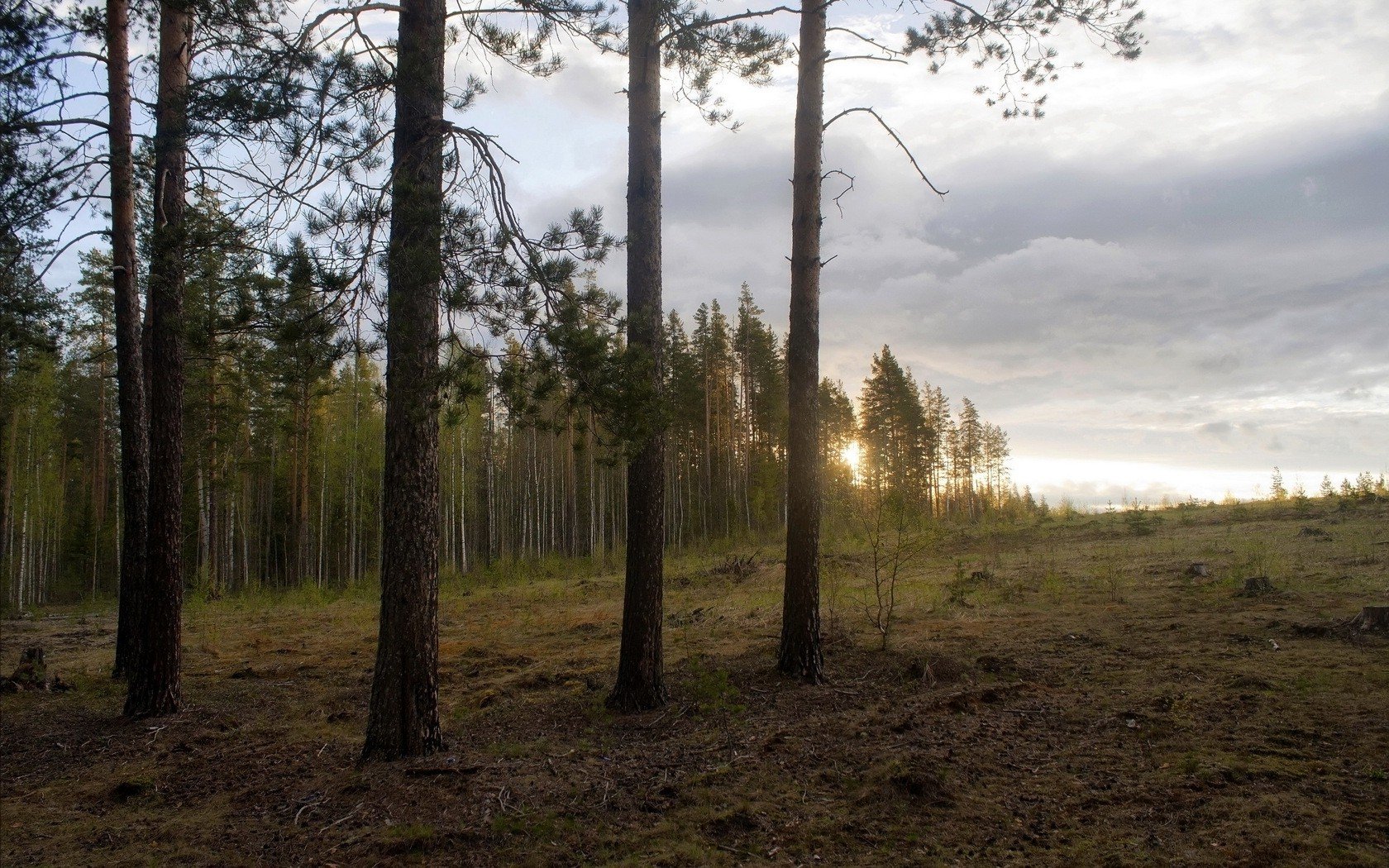 landscapes, Nature, Trees, Edge, Wood Wallpaper