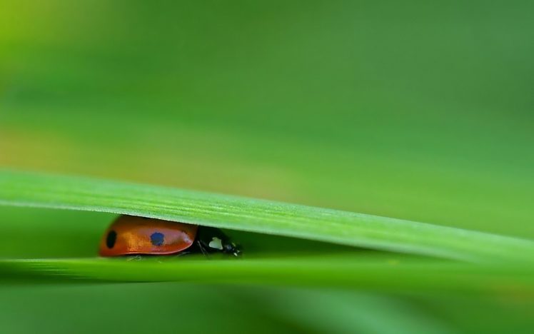 nature, Leaves, Ladybirds HD Wallpaper Desktop Background