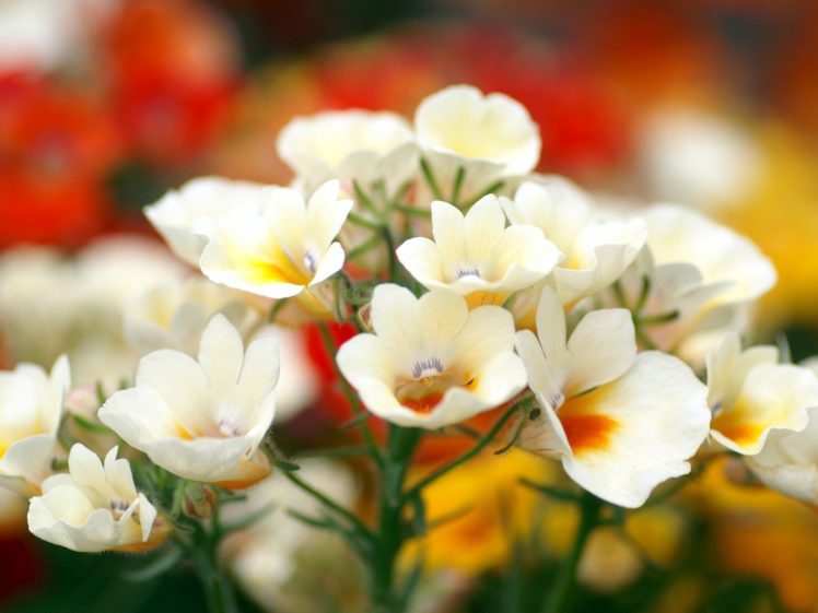 flowers, Blossoms HD Wallpaper Desktop Background