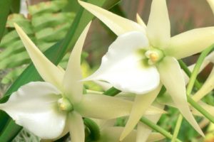 flowers, Orchids, White, Flowers