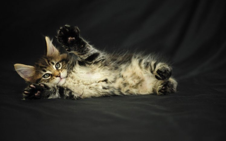 cats, Animals, Kittens, Pets HD Wallpaper Desktop Background