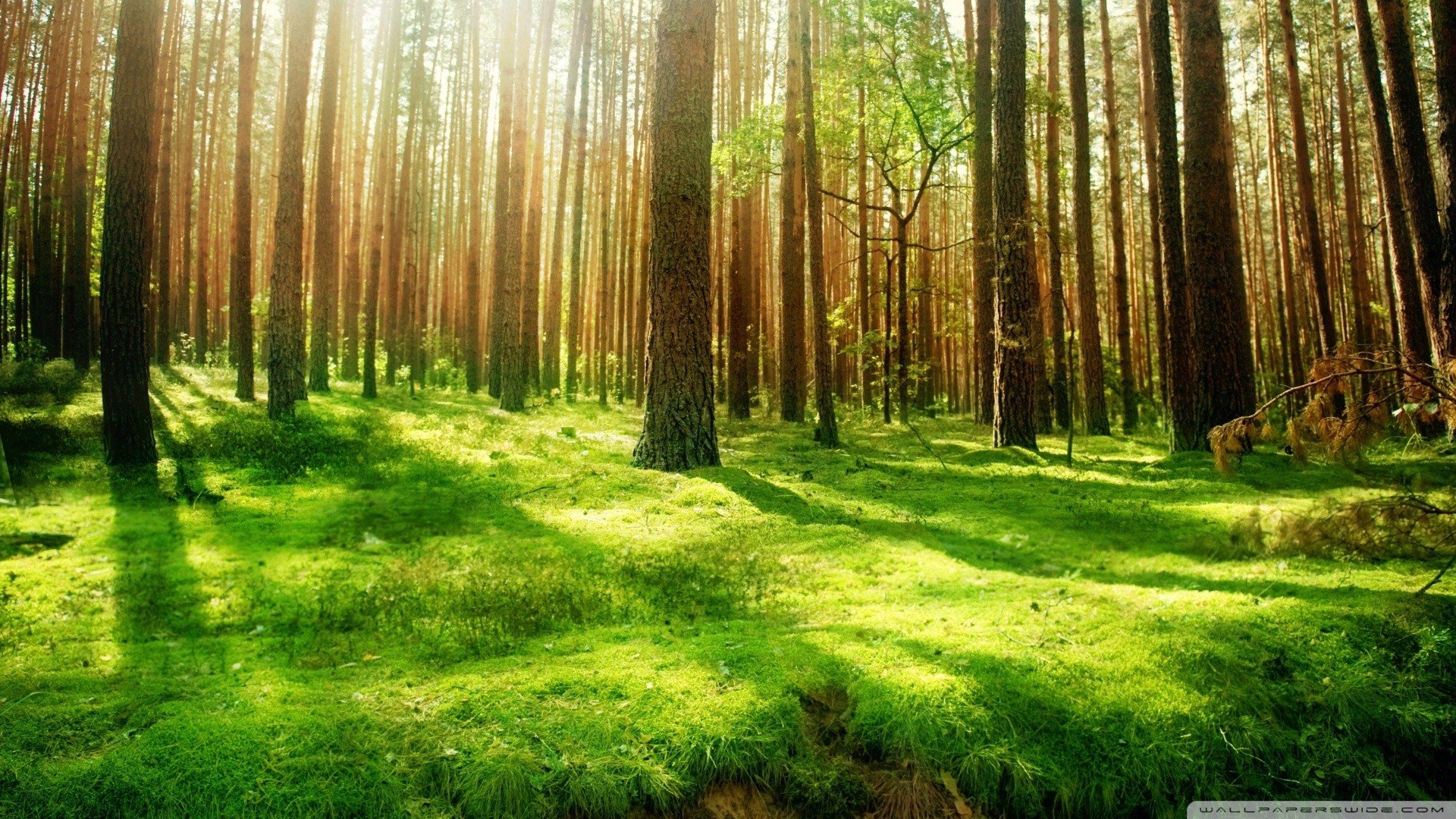 green, Nature, Trees, Forests, Grass Wallpaper