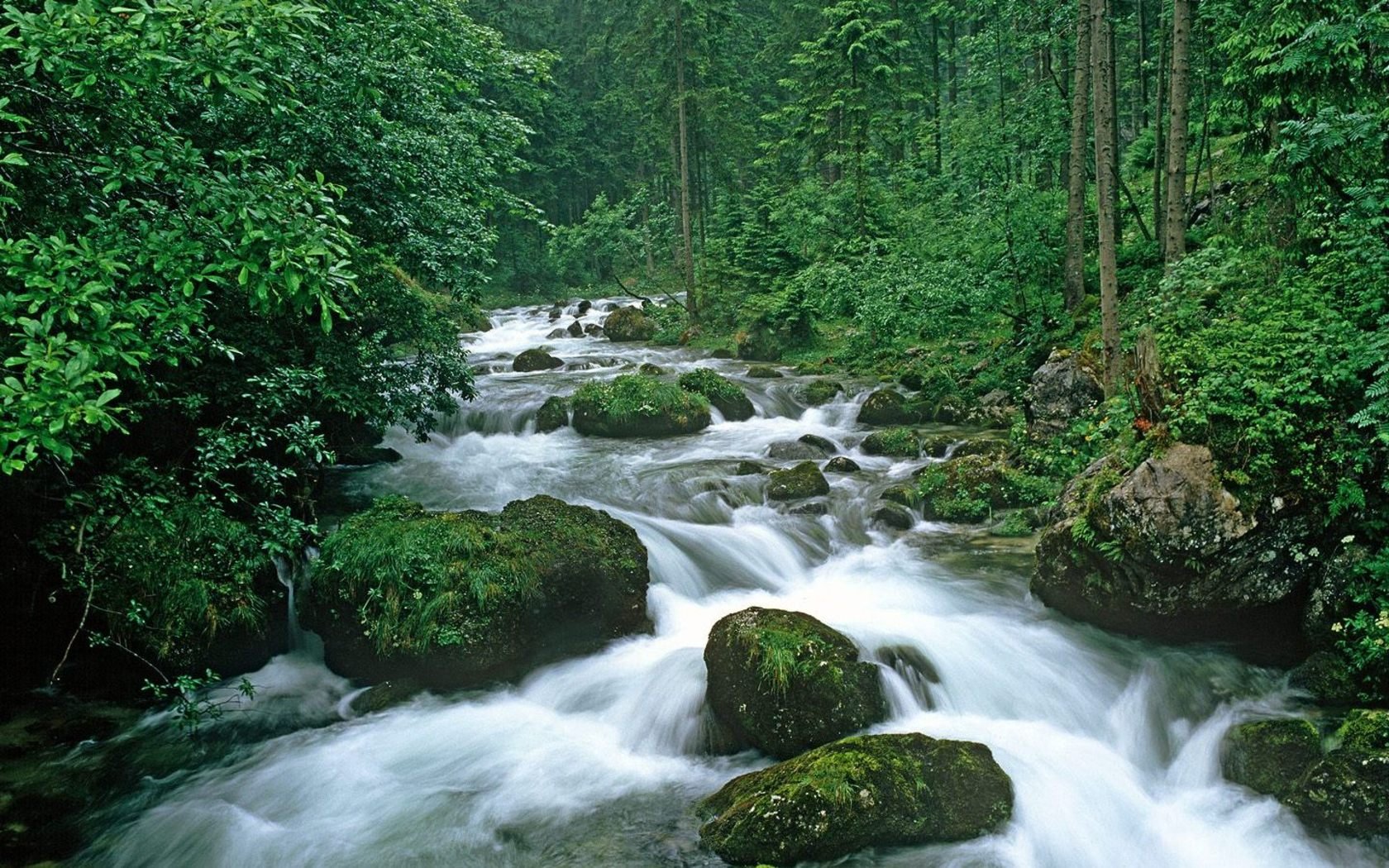 trees, Forests, Rivers Wallpaper