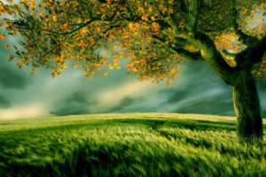 green, Landscapes, Nature, Trees