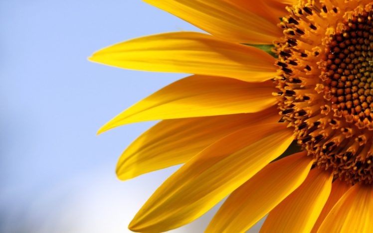 flowers, Macro, Sunflowers, Yellow, Flowers HD Wallpaper Desktop Background