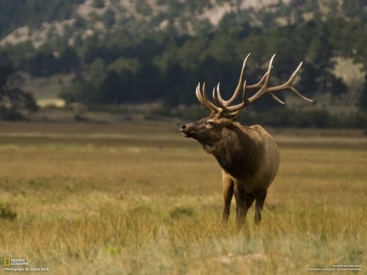 animals, Deer, National, Geographic, National, Park HD Wallpaper Desktop Background