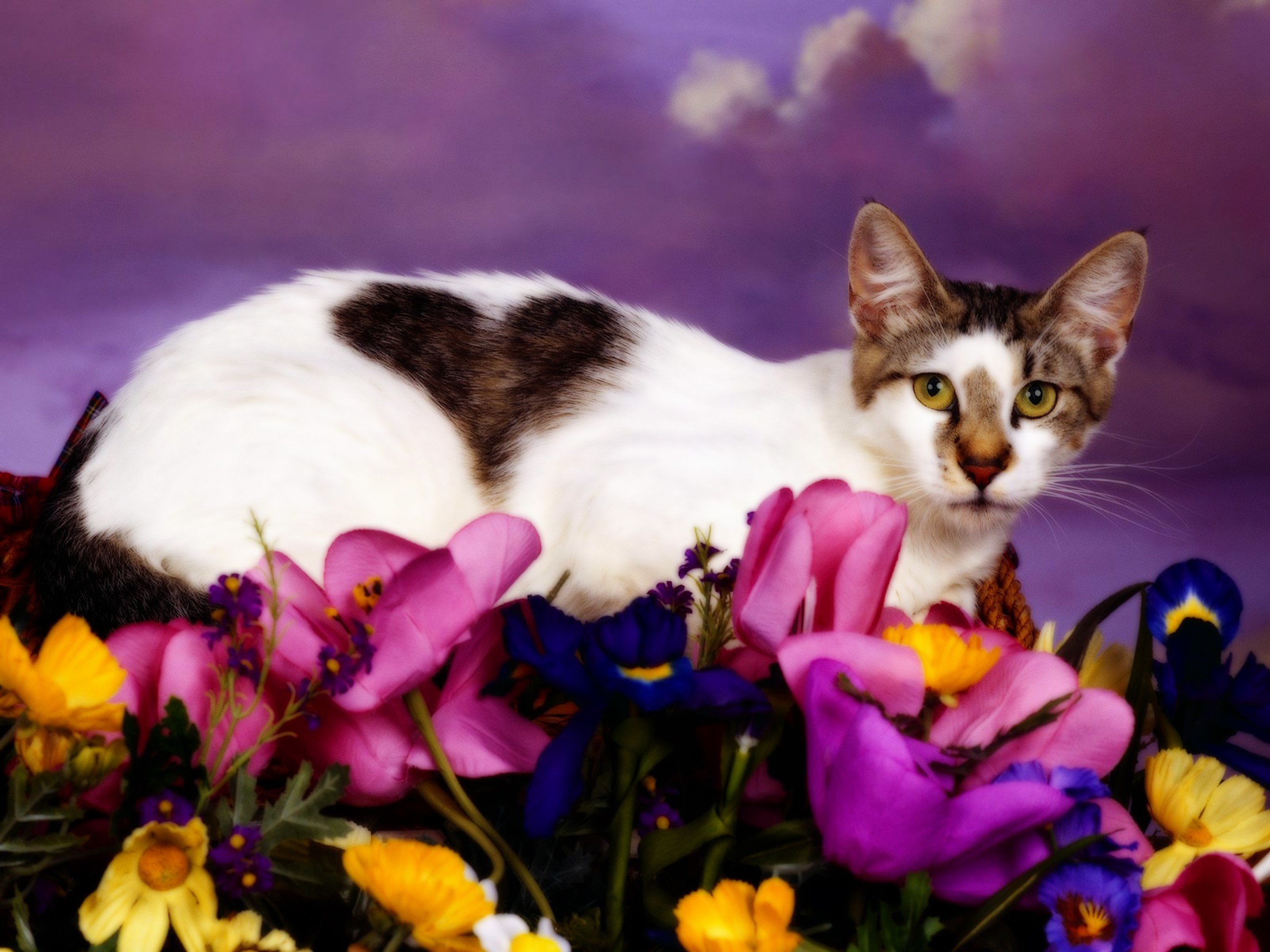 cats, Animals Wallpaper