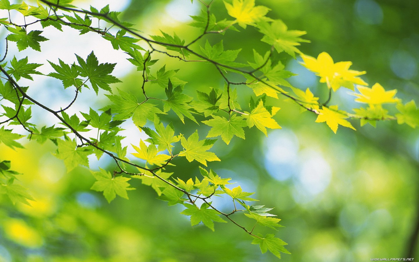 close up, Nature, Trees, Leaves Wallpaper