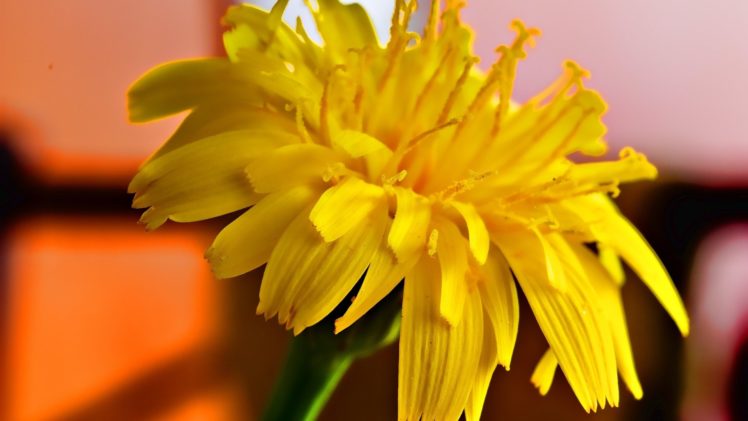 abstract, Nature, Flowers, Yellow, Flowers HD Wallpaper Desktop Background