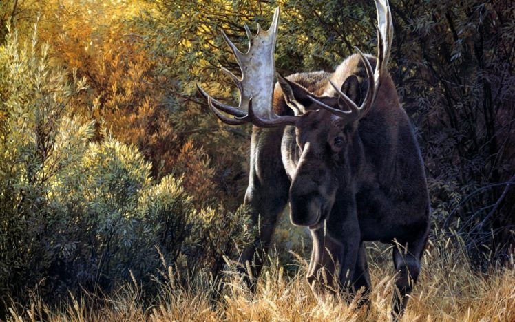 nature, Animals, Deer, Moose HD Wallpaper Desktop Background