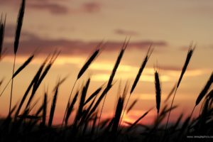 sunset, Nature, Silhouettes, Wheat, Portugal, Skyscapes