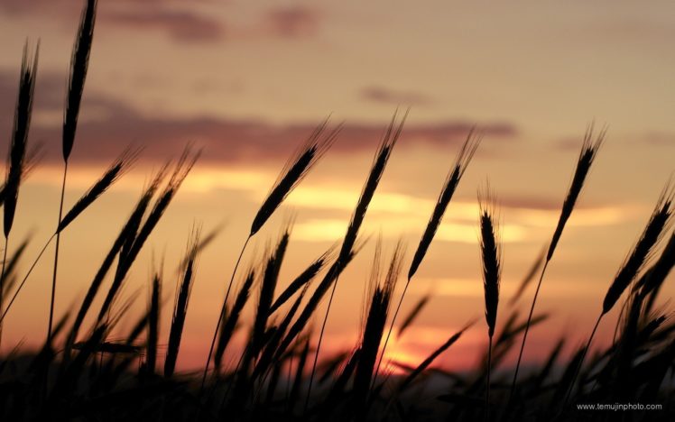 sunset, Nature, Silhouettes, Wheat, Portugal, Skyscapes HD Wallpaper Desktop Background