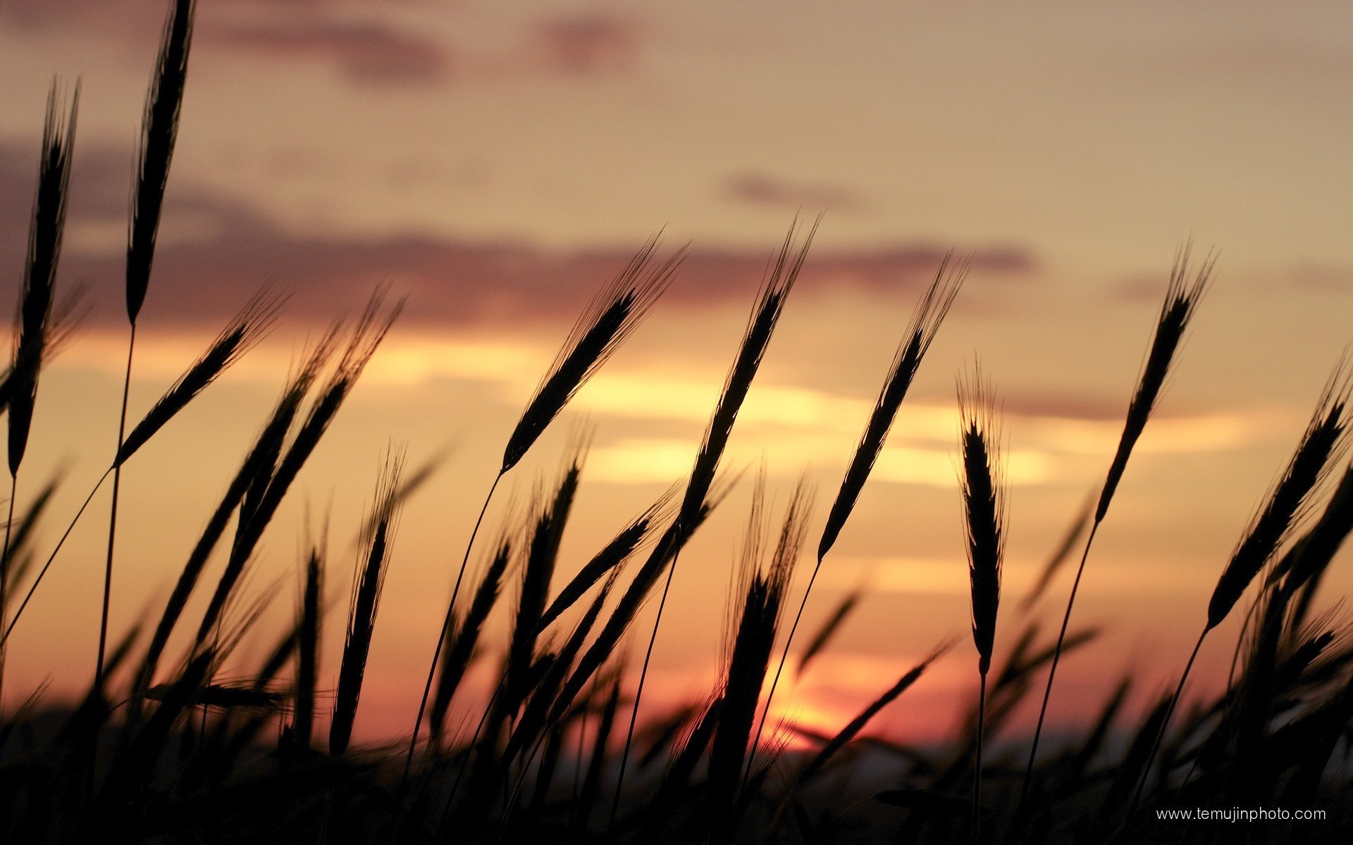 sunset, Nature, Silhouettes, Wheat, Portugal, Skyscapes Wallpaper