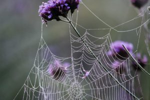 creepy, Spider, Webs