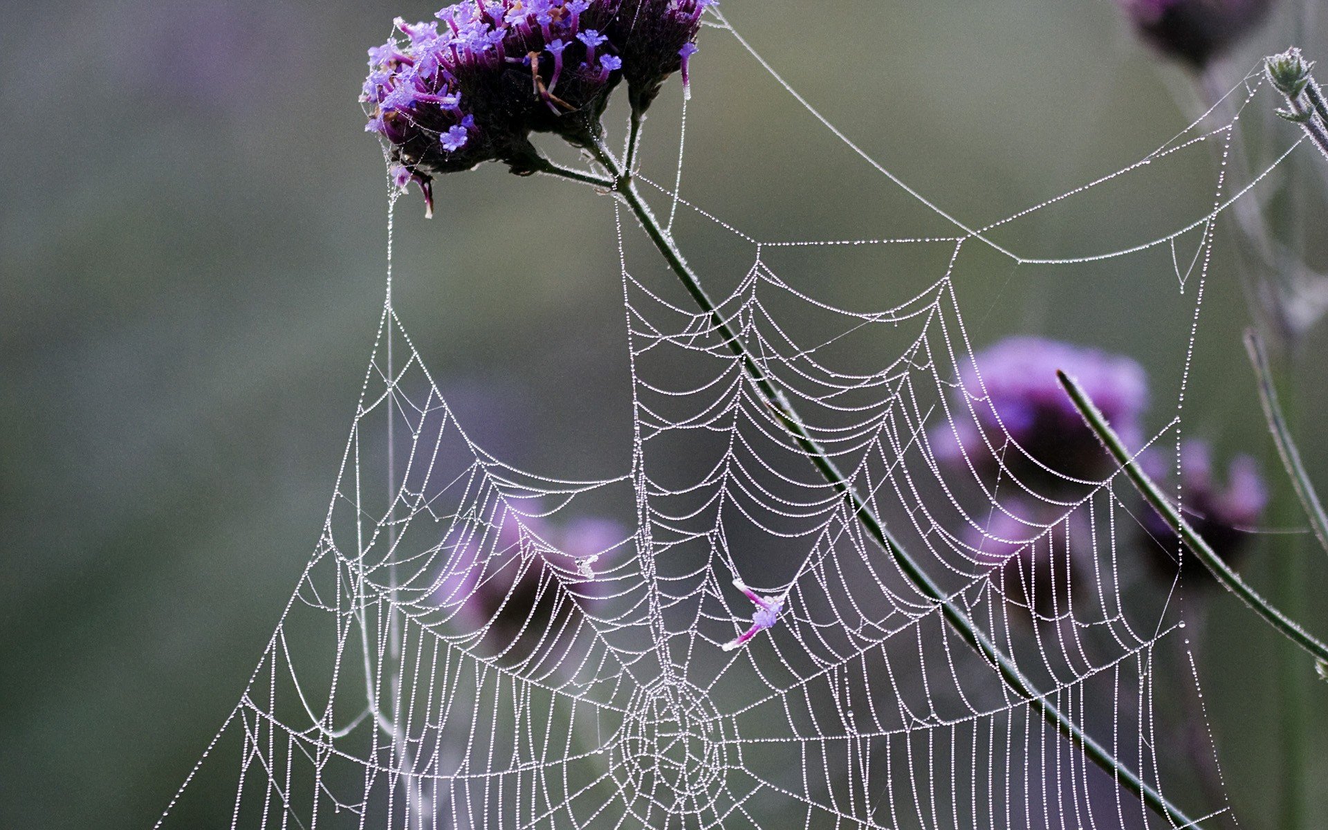creepy, Spider, Webs Wallpaper
