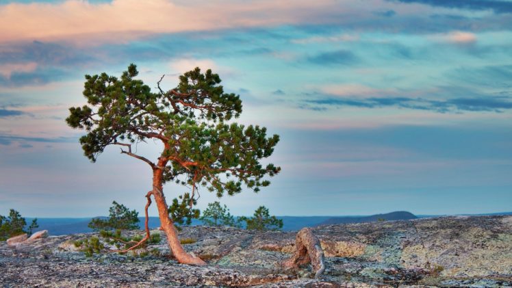 landscapes, Trees, Pine, Trees HD Wallpaper Desktop Background