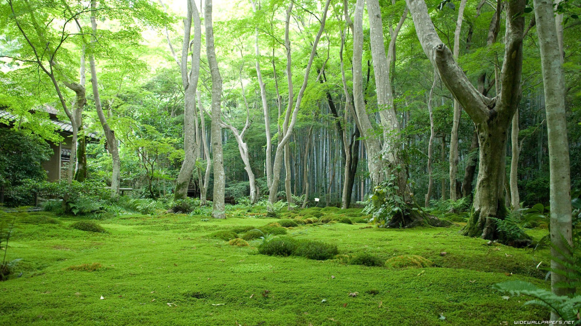 trees, Forests Wallpaper