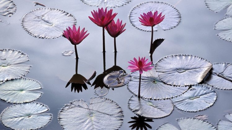 nature, Flowers, Viet, Nam, Imperial, City, Lotus, Flower HD Wallpaper Desktop Background