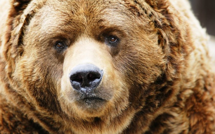 animals, Bears, Mammals HD Wallpaper Desktop Background