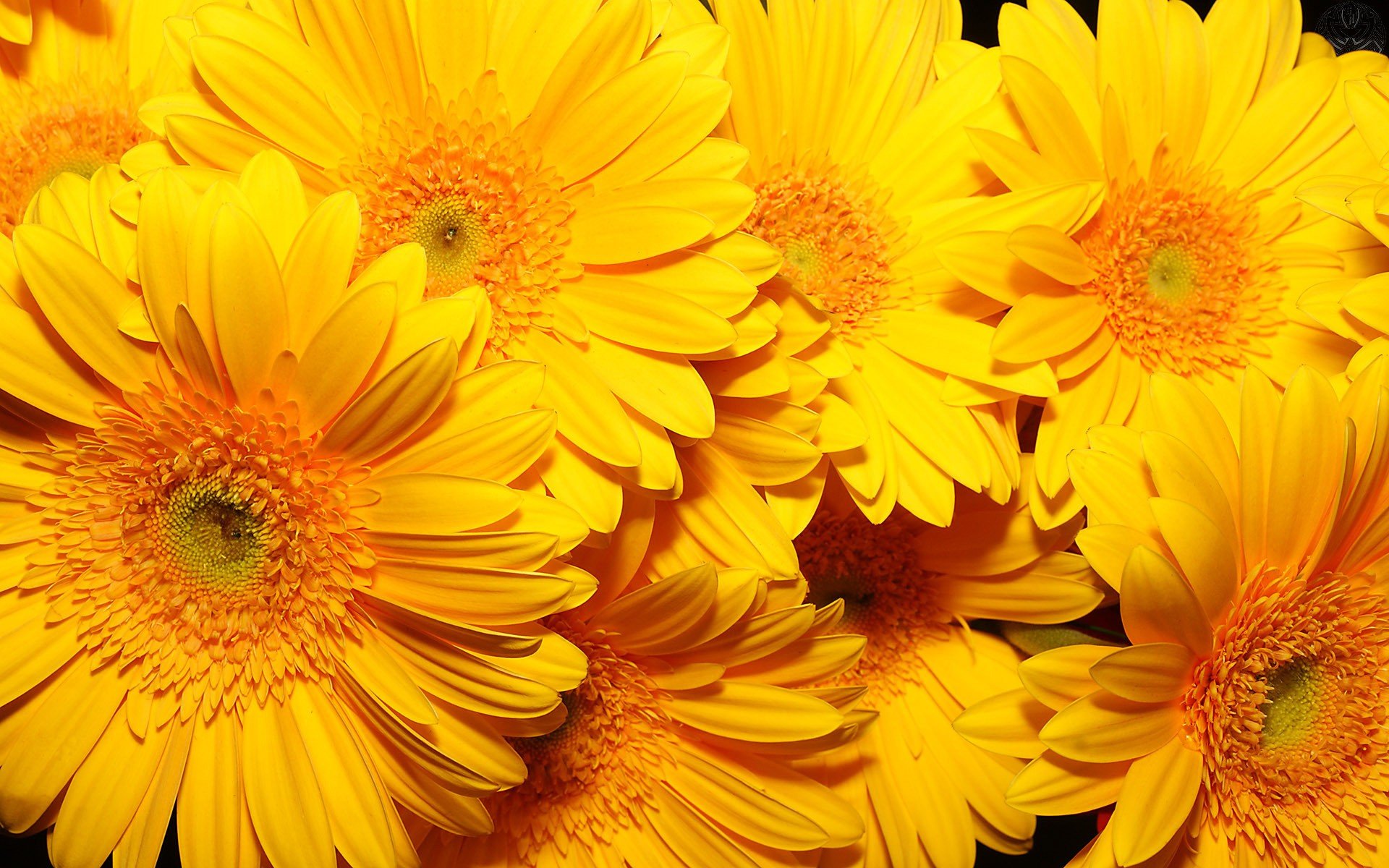 flowers, Yellow, Flowers Wallpaper