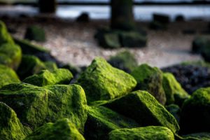 rocks, Algae