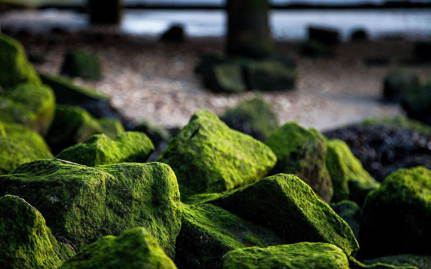 rocks, Algae Wallpaper