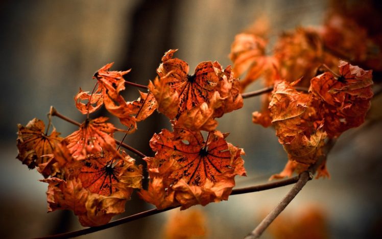 autumn, Leaves HD Wallpaper Desktop Background
