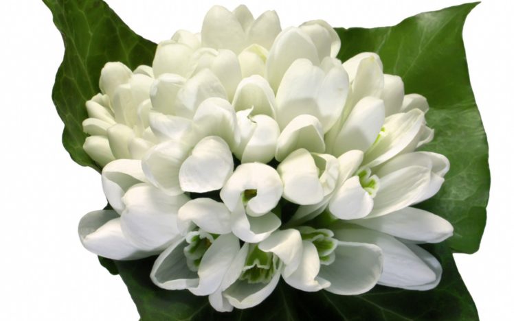 flowers, White, Flowers HD Wallpaper Desktop Background