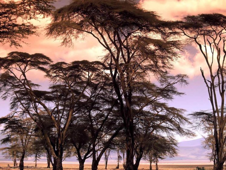 landscapes, Nature, Trees, Skylines HD Wallpaper Desktop Background