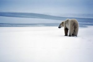 animals, Polar, Bears