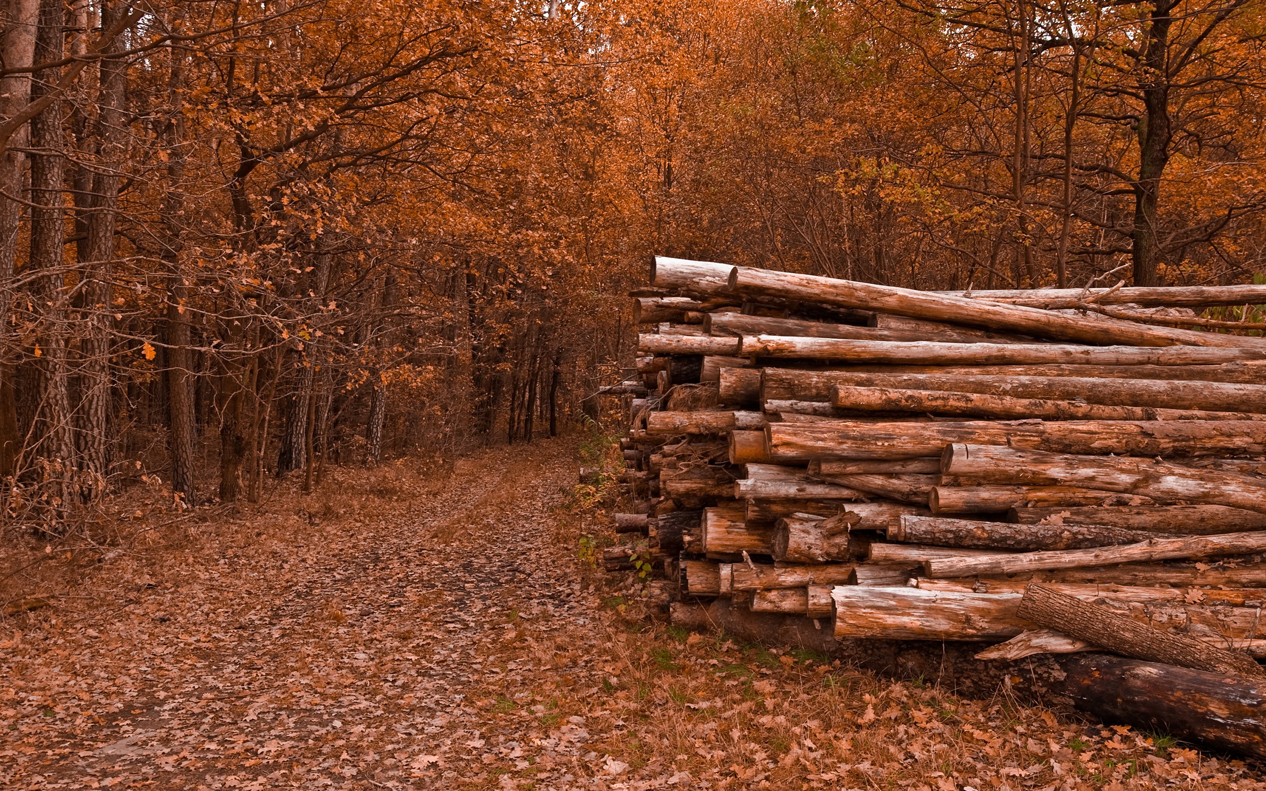 logs, In, The, Forest Wallpaper