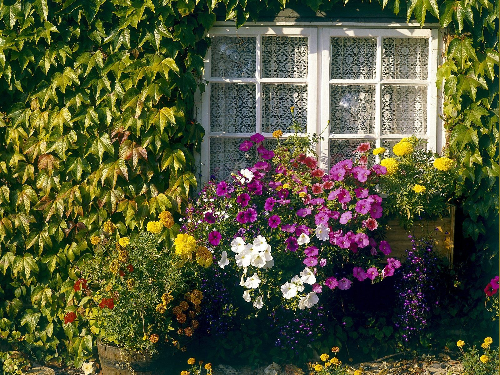 flowers Wallpaper