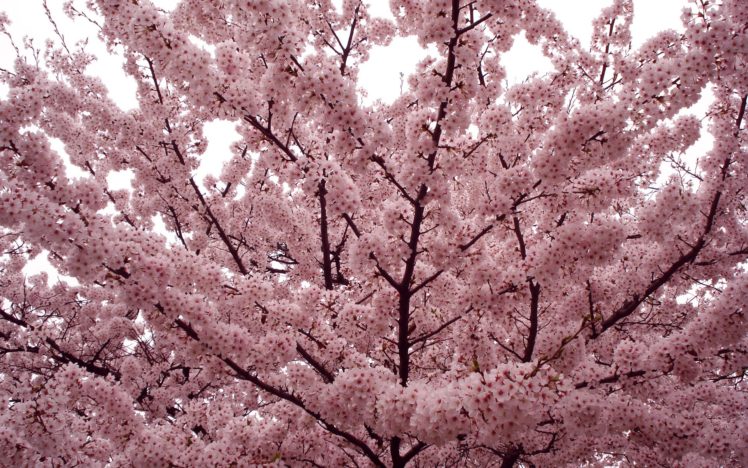 trees, Flowers, Blossom HD Wallpaper Desktop Background